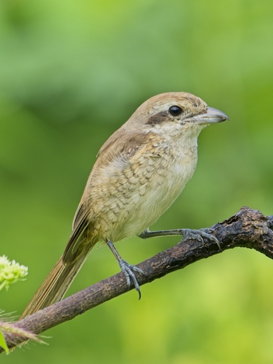 Brown Shrike - ML644636430