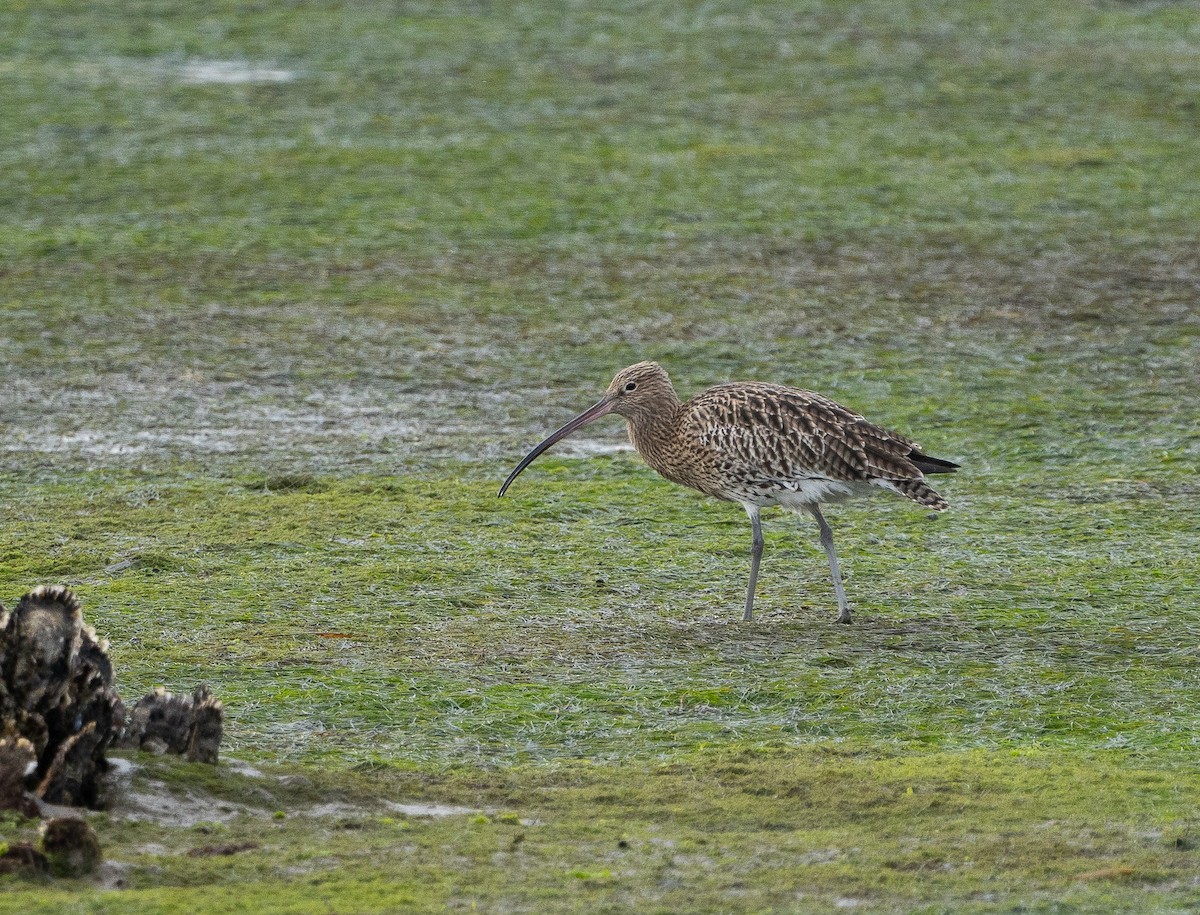 Eurasian Curlew - ML644636432