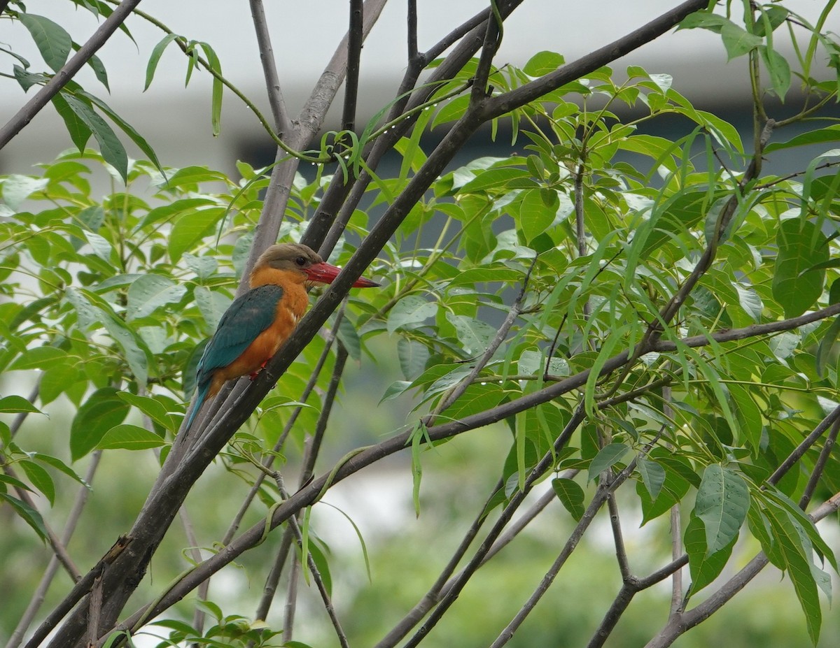 Stork-billed Kingfisher - ML644636435