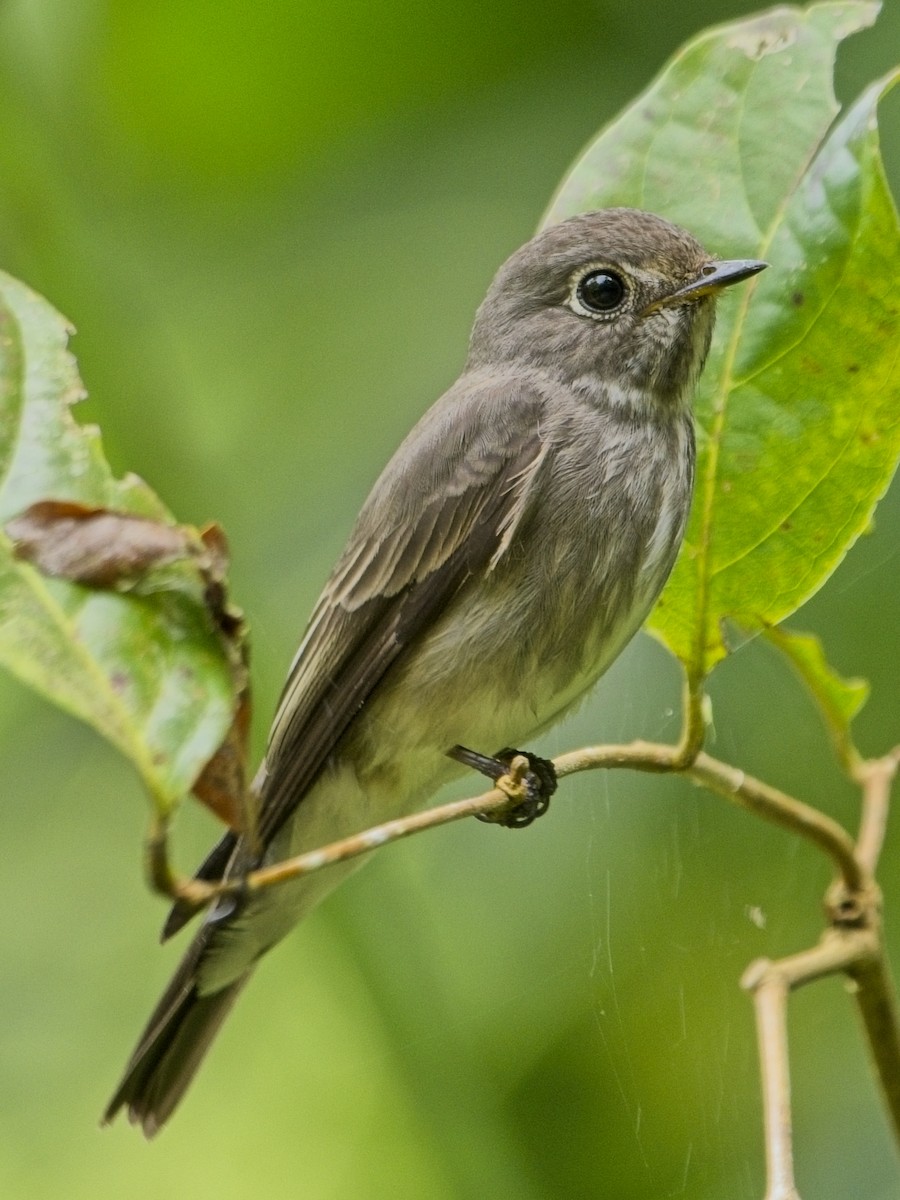 Dark-sided Flycatcher - ML644636436