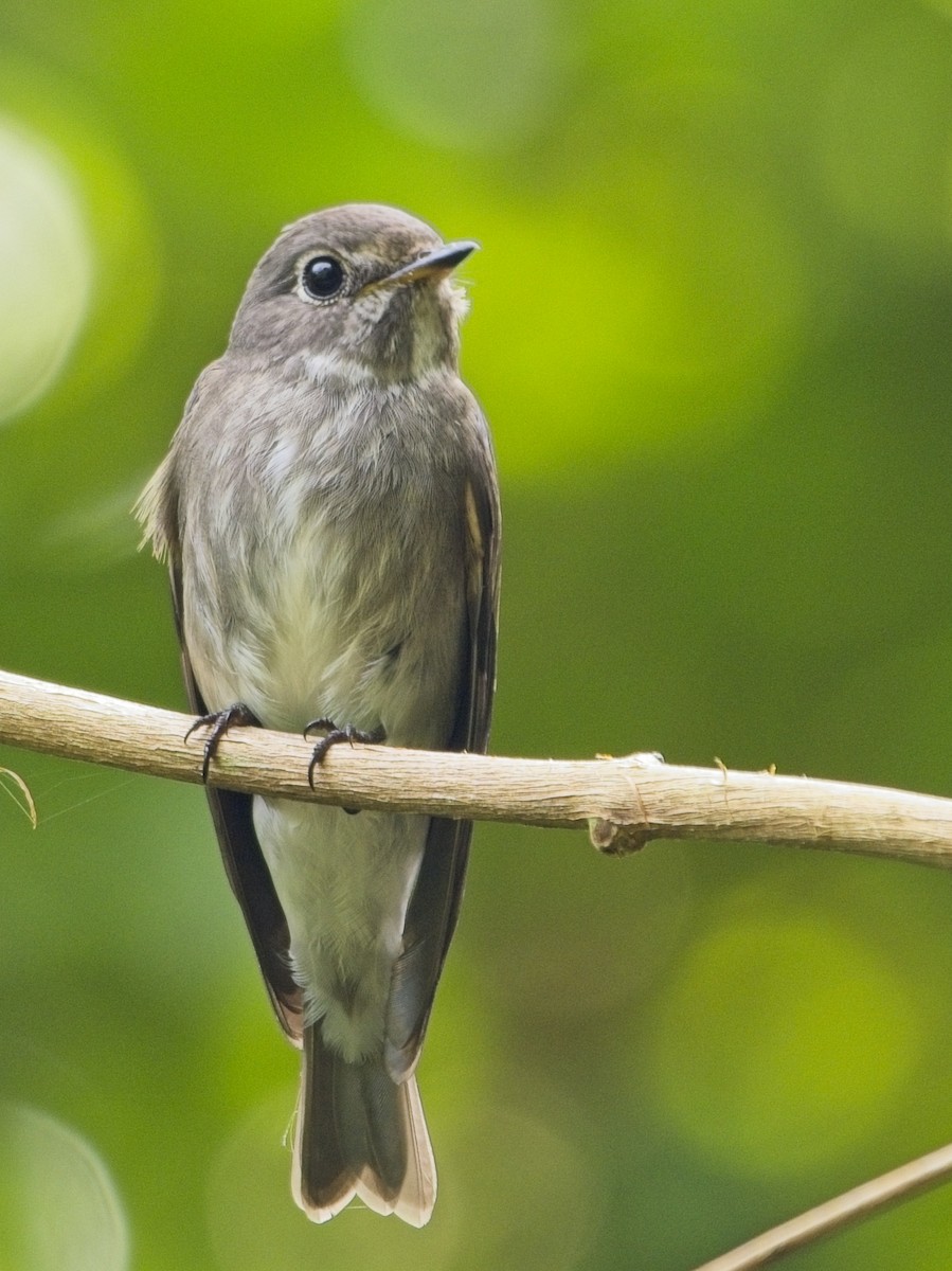 Dark-sided Flycatcher - ML644636437