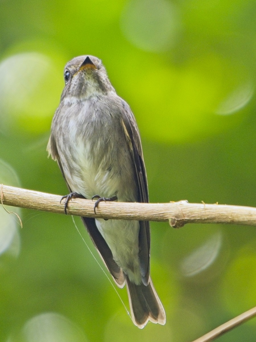 Dark-sided Flycatcher - ML644636438