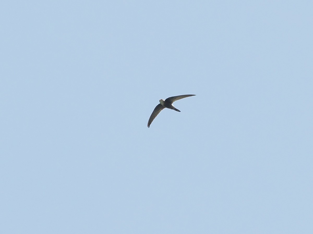 Pacific Swift - ML644636442