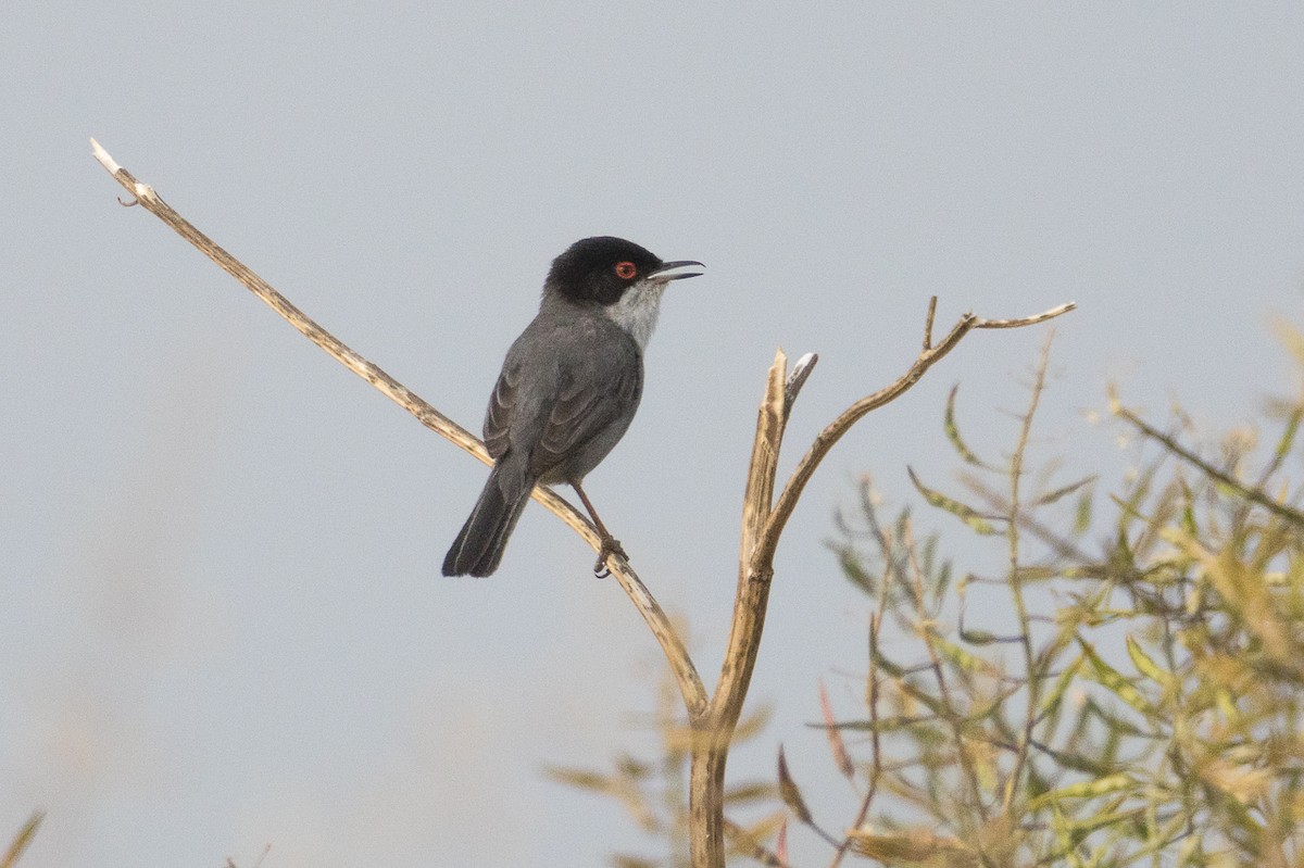 Sardinian Warbler - ML644636443