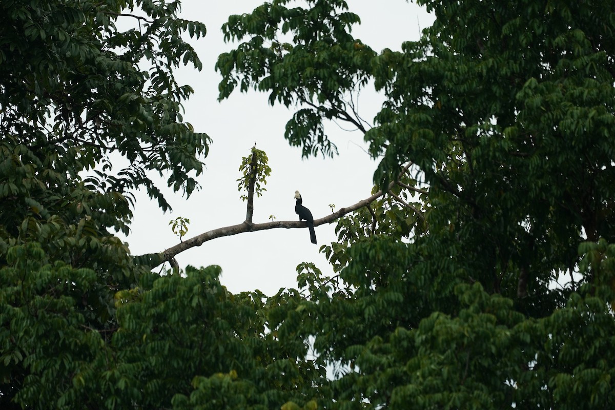 Black Hornbill - ML644636446