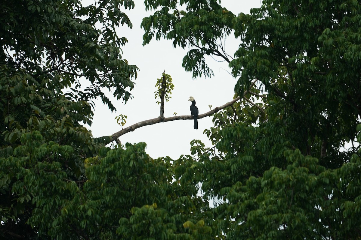 Black Hornbill - ML644636447