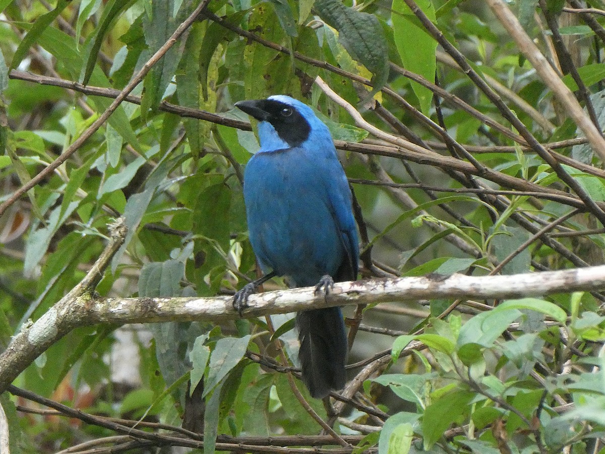 Turquoise Jay - ML644636448