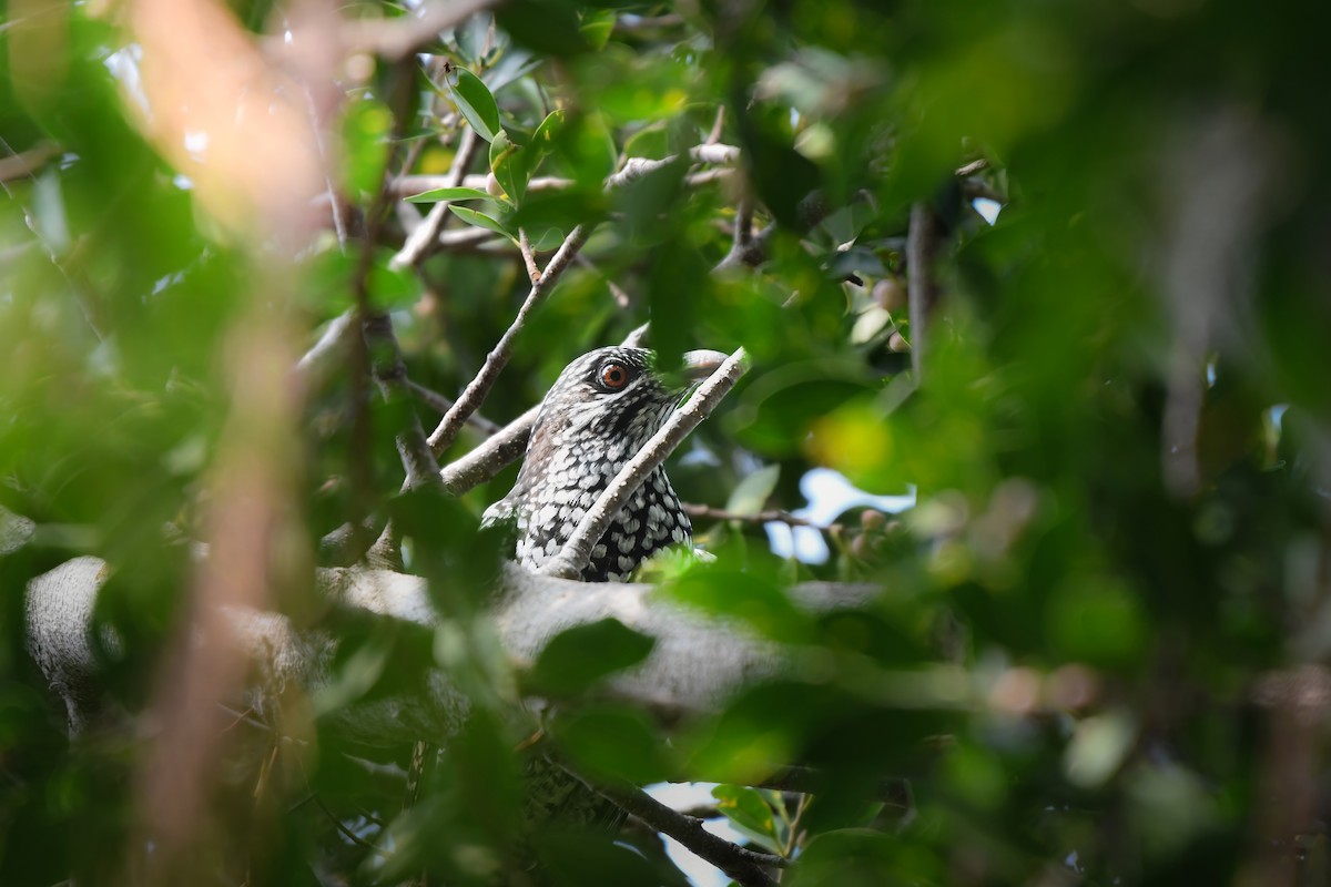 Asian Koel - ML644636449