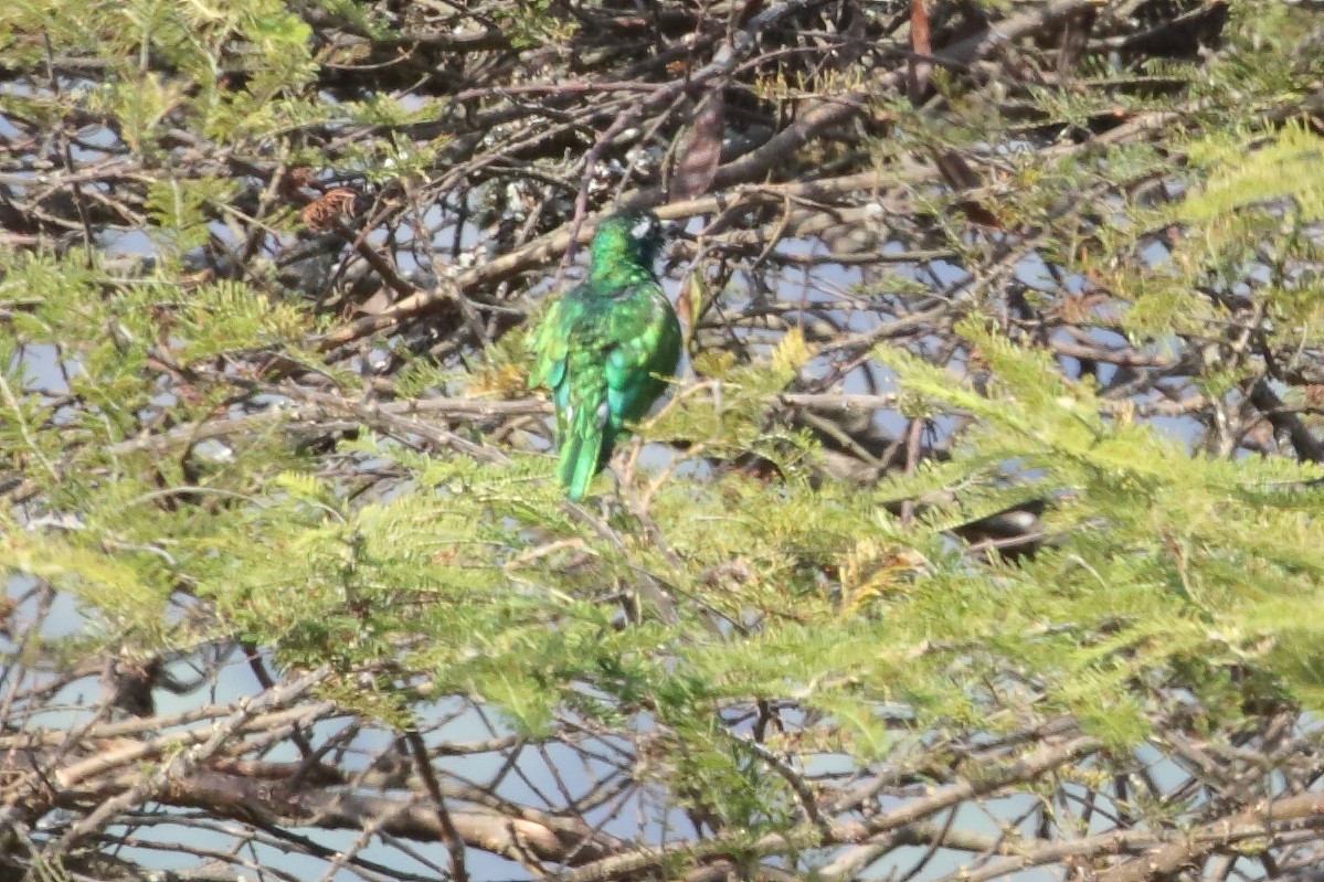 Klaas's Cuckoo - ML644636450