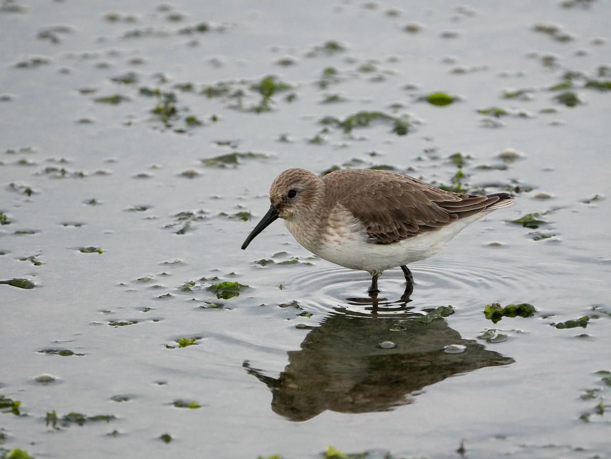 Dunlin - ML644636451
