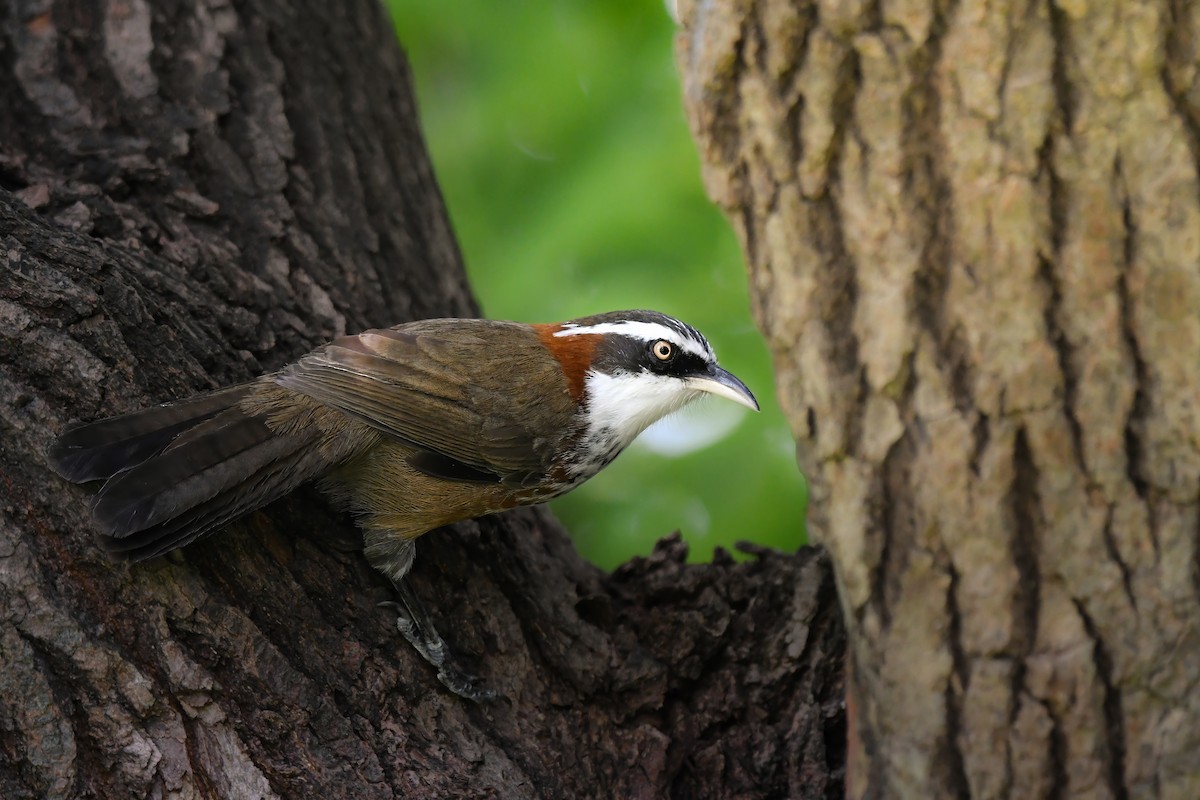 Taiwan Scimitar-Babbler - ML644636452
