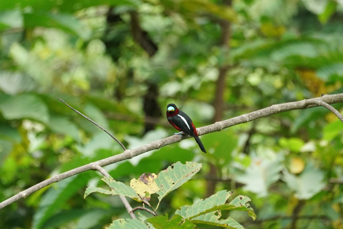 Black-and-red Broadbill - ML644636453