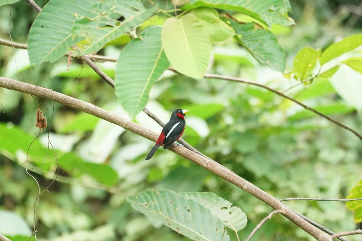 Black-and-red Broadbill - ML644636454