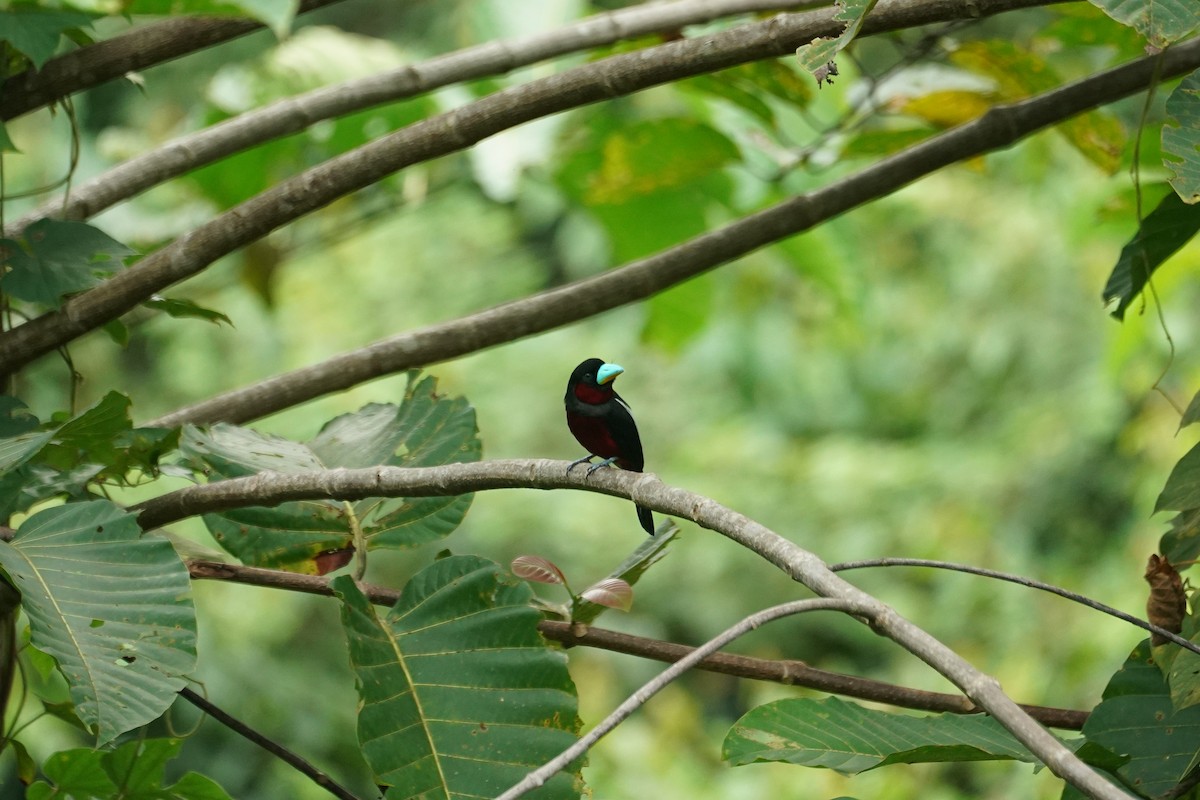 Black-and-red Broadbill - ML644636455