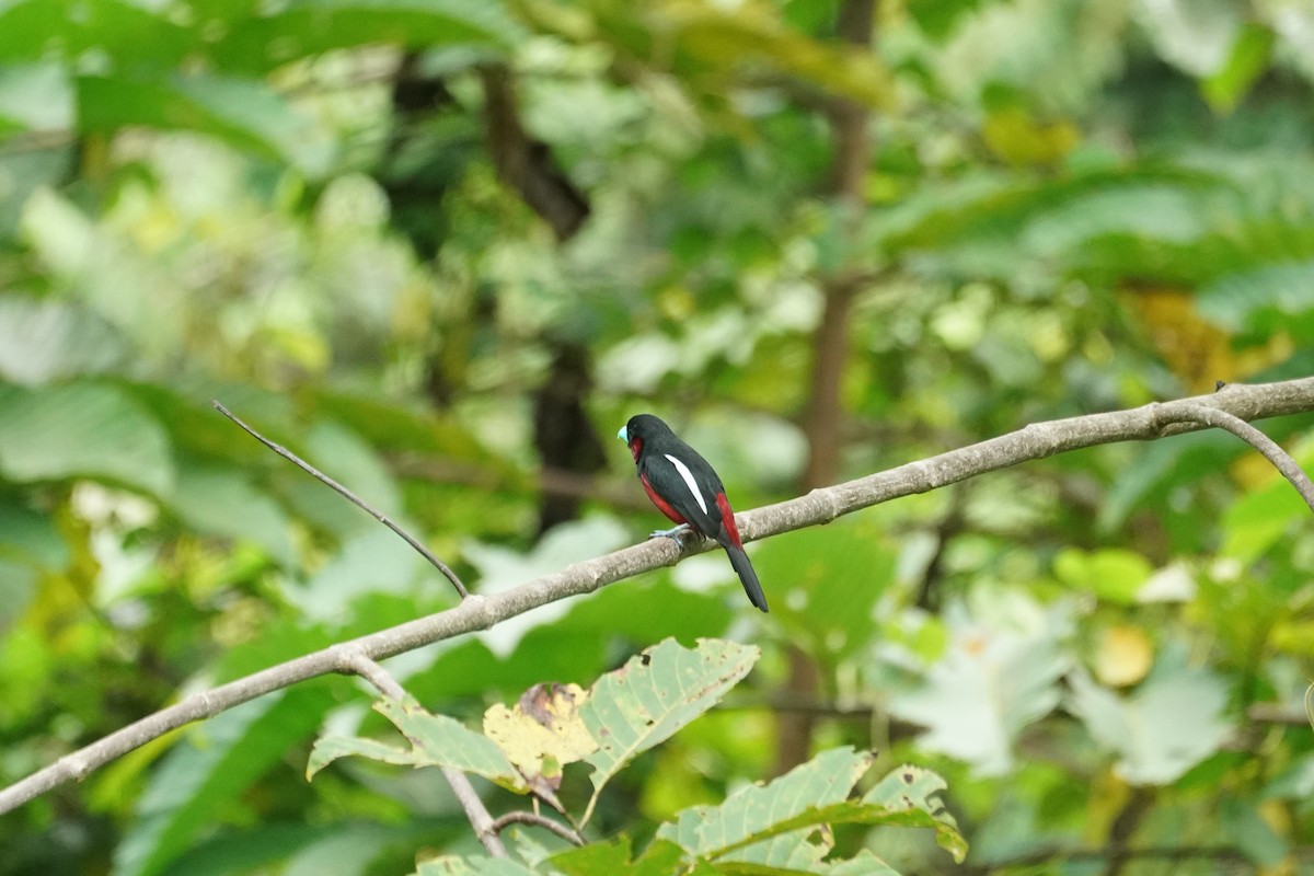 Black-and-red Broadbill - ML644636456