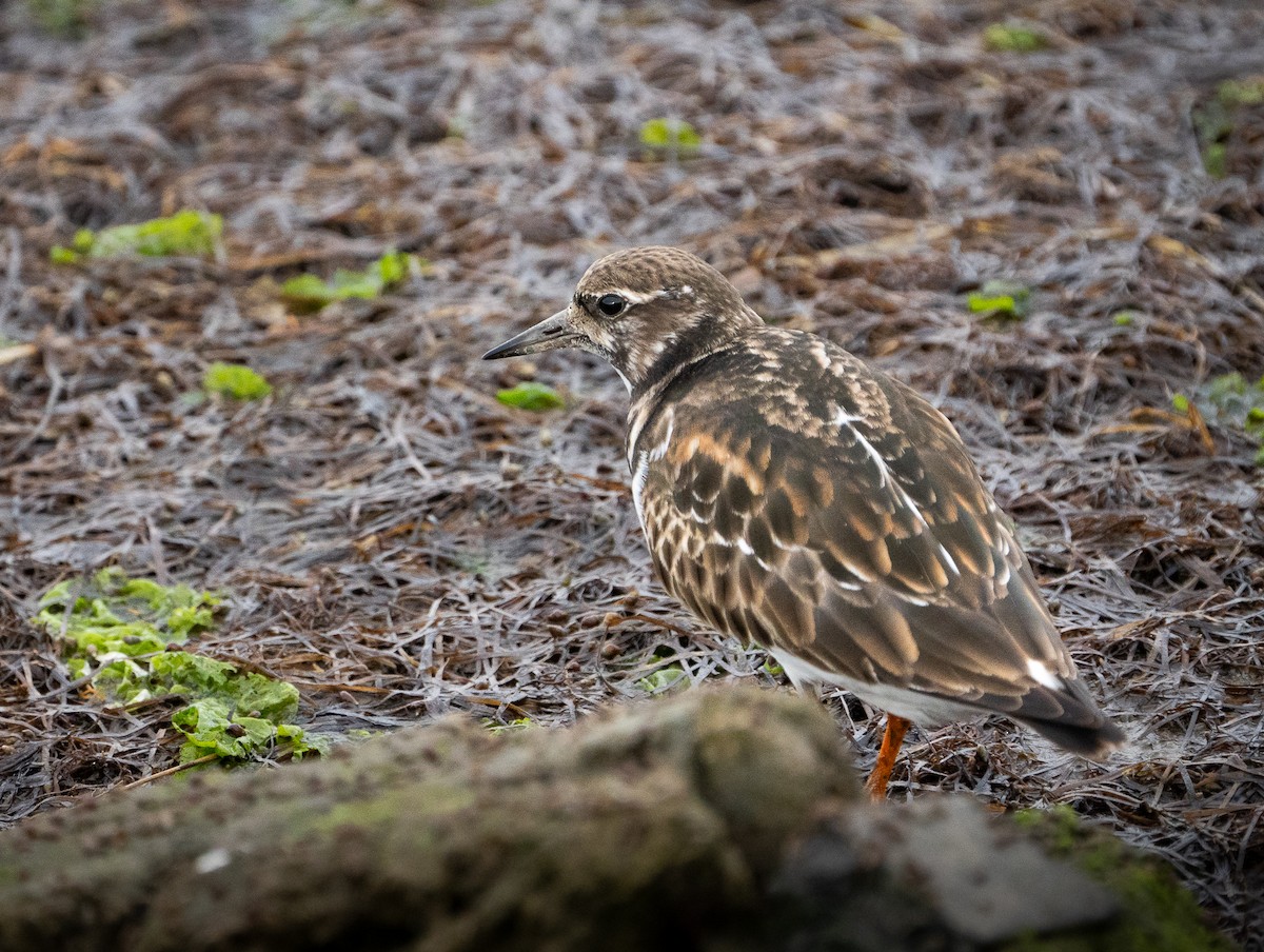 Ruddy Turnstone - ML644636459