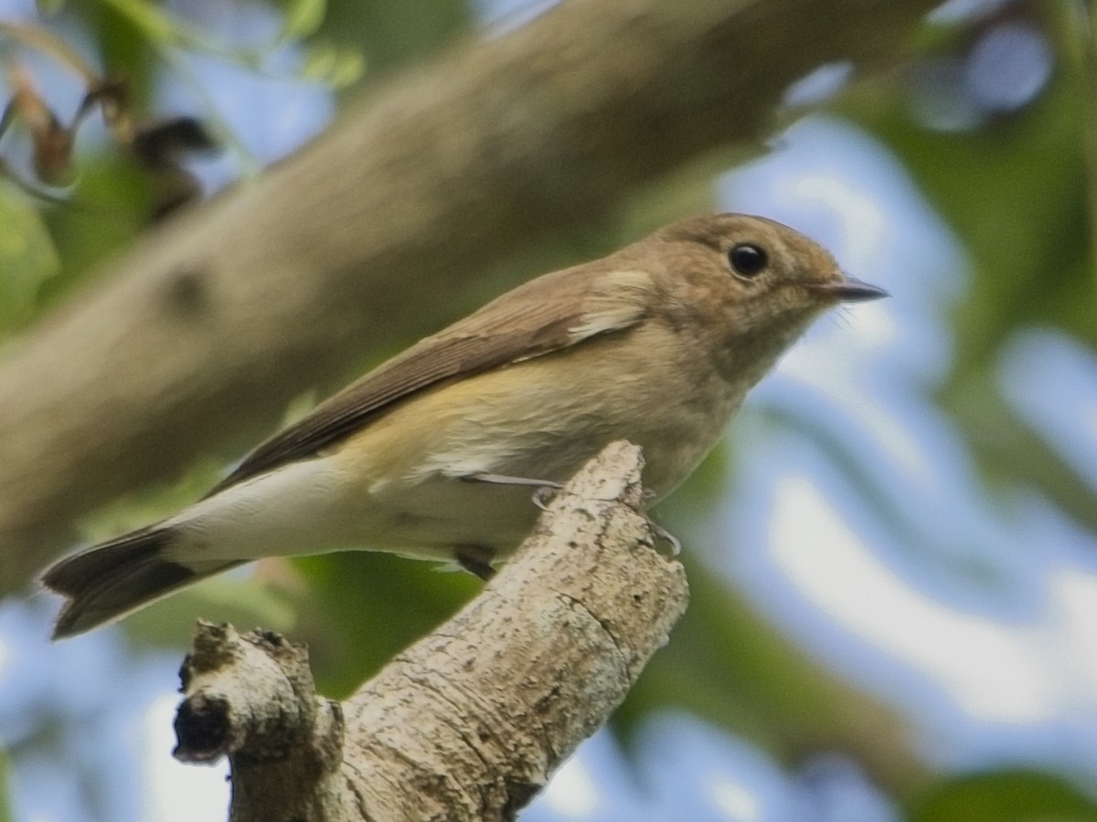 Taiga Flycatcher - ML644636460