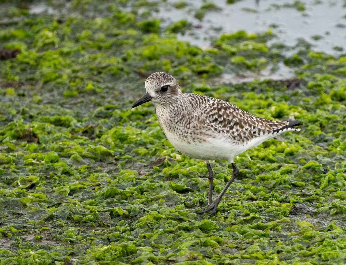 Буурал сүвээ цагаан - ML644636461