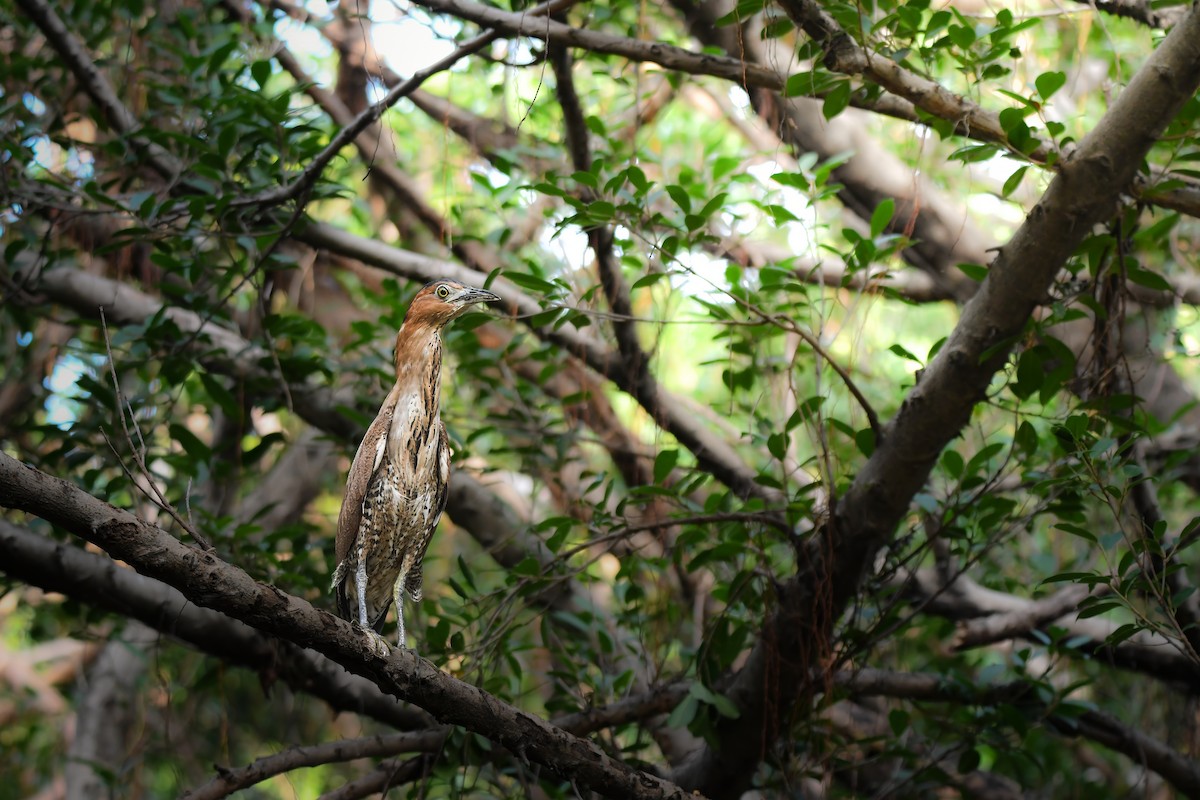 Malayan Night Heron - ML644636466