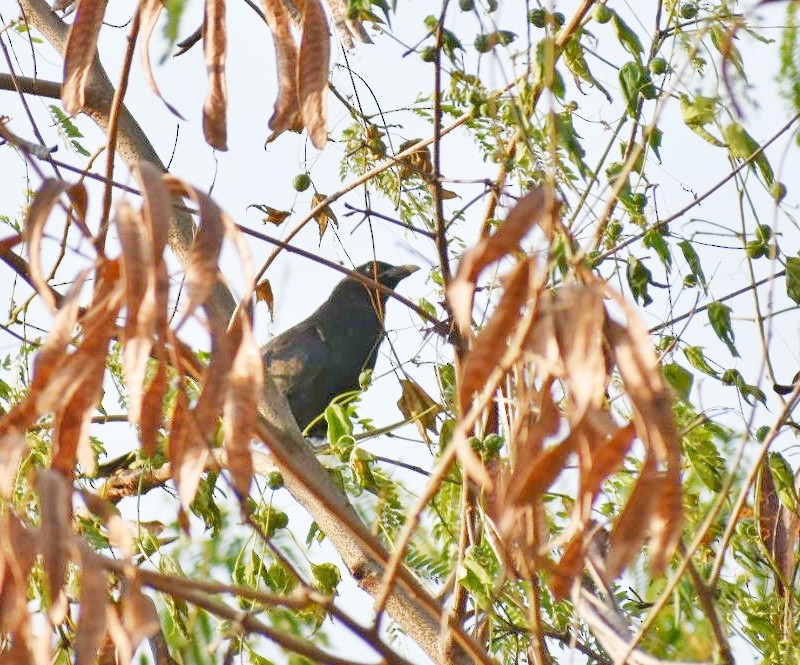 grønnebbkoel - ML644636469