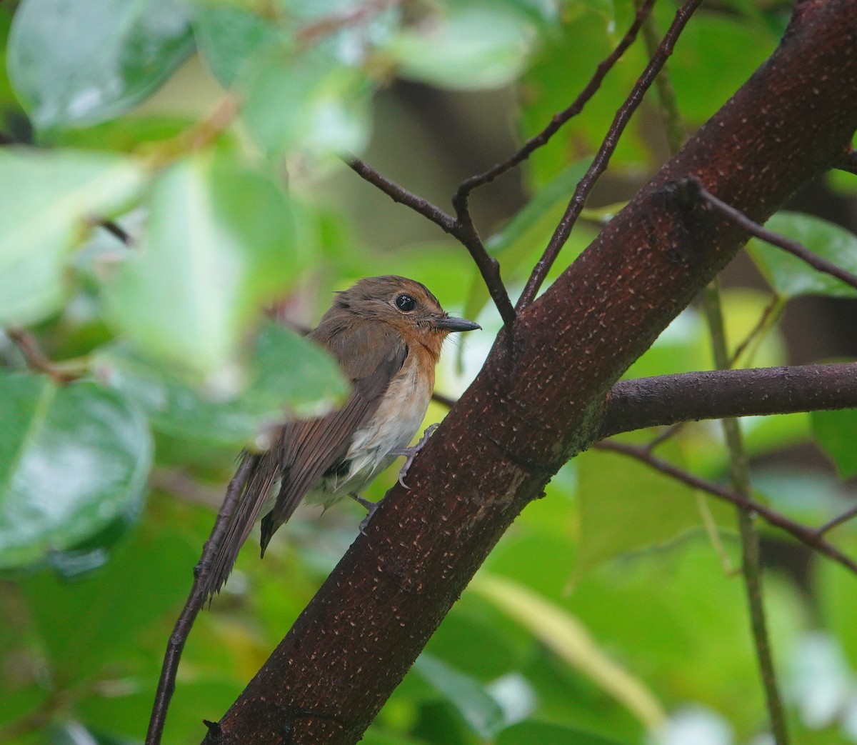 koboltfluesnapper - ML644636470