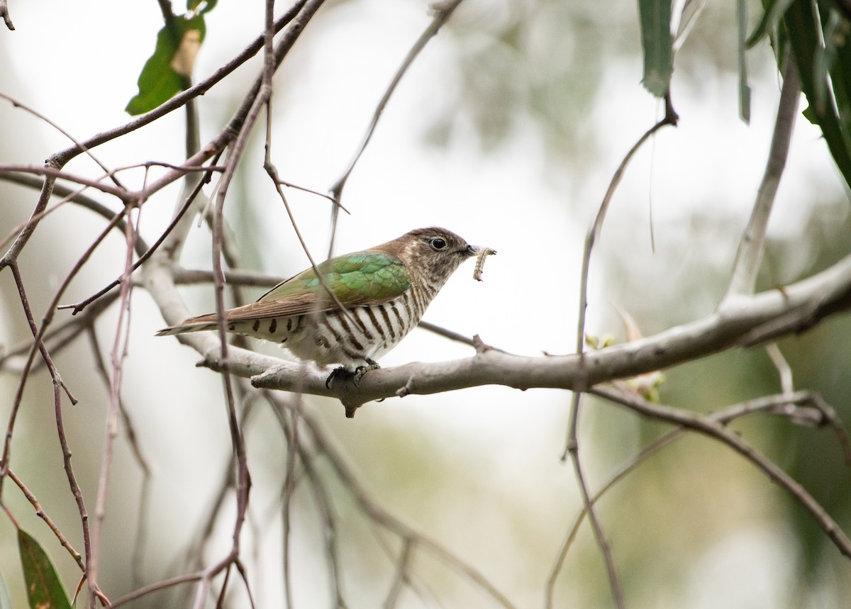 Shining Bronze-Cuckoo - ML644636472