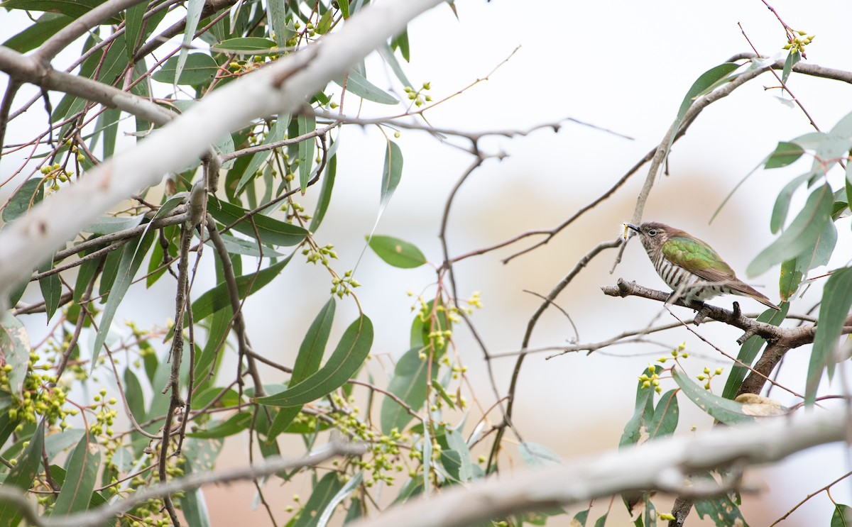 Shining Bronze-Cuckoo - ML644636474