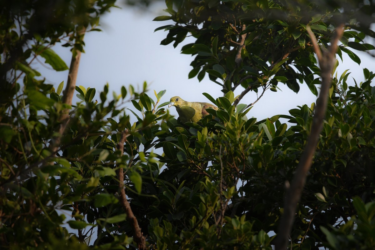 Whistling Green-Pigeon - ML644636477