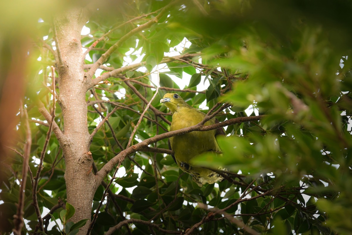 Whistling Green-Pigeon - ML644636478