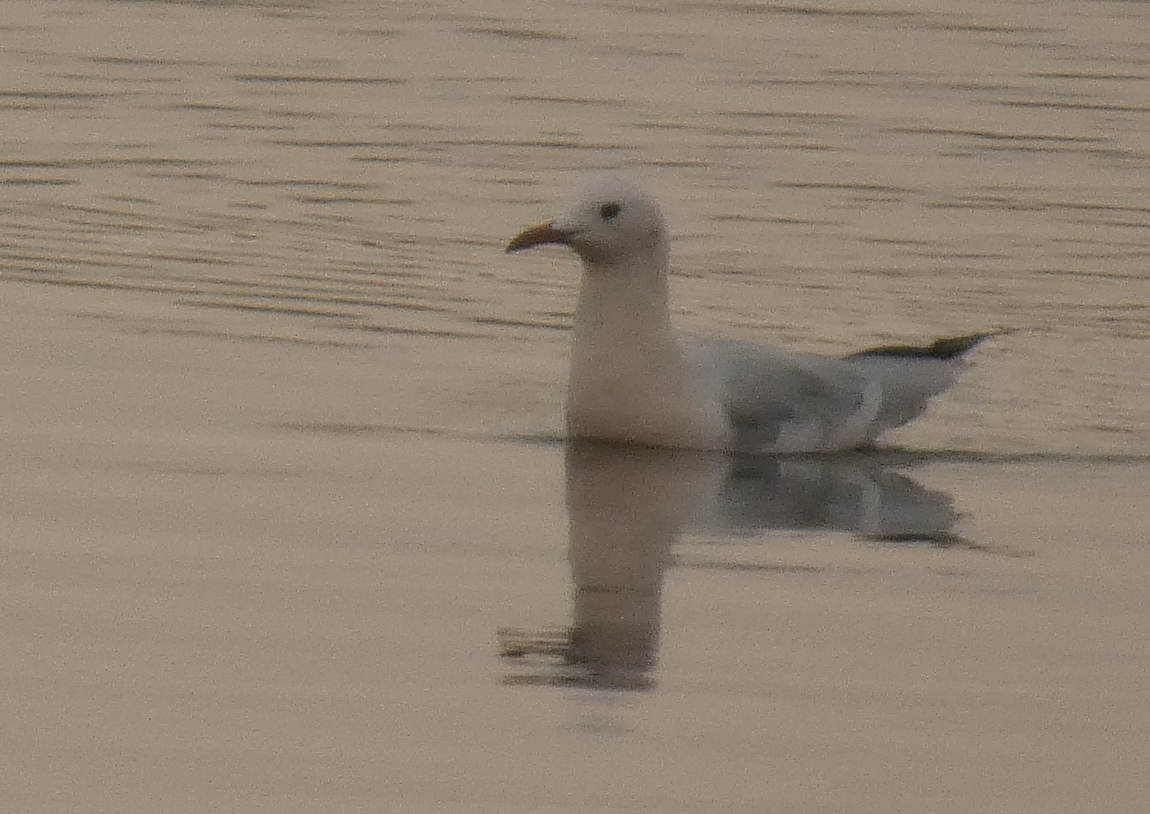 Slender-billed Gull - ML644636480