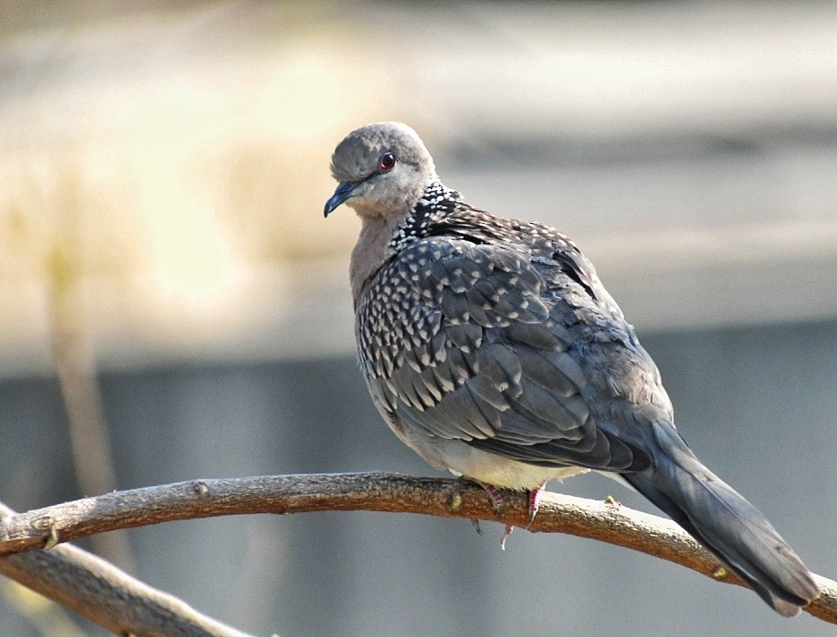 perlekragedue - ML644636483