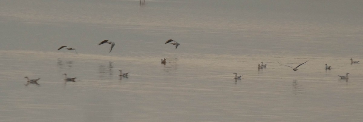 Slender-billed Gull - ML644636485