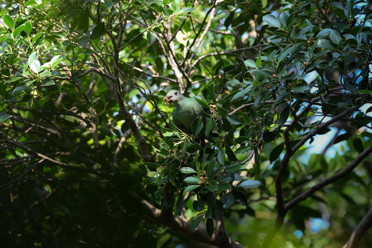 Black-chinned Fruit-Dove - ML644636486