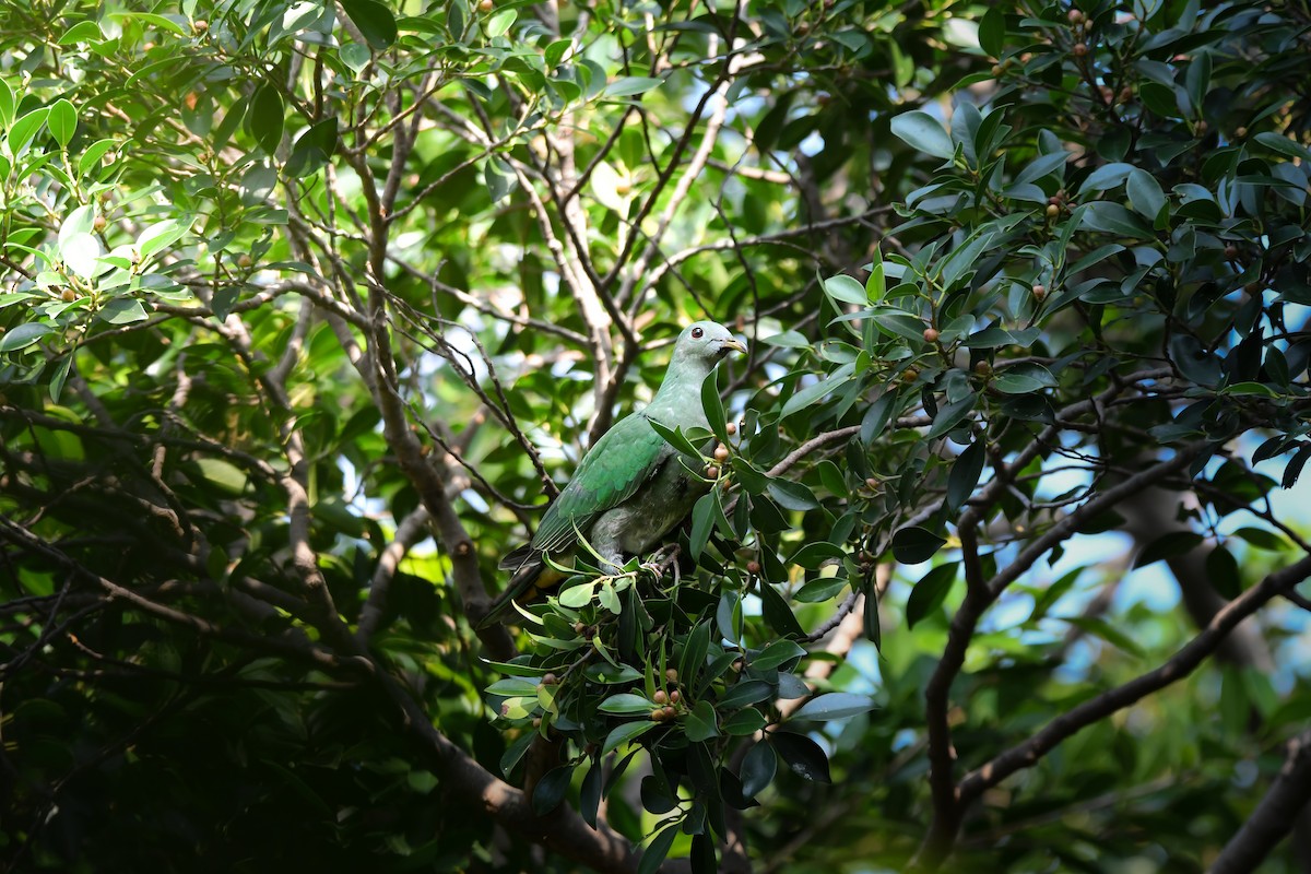 Black-chinned Fruit-Dove - ML644636487