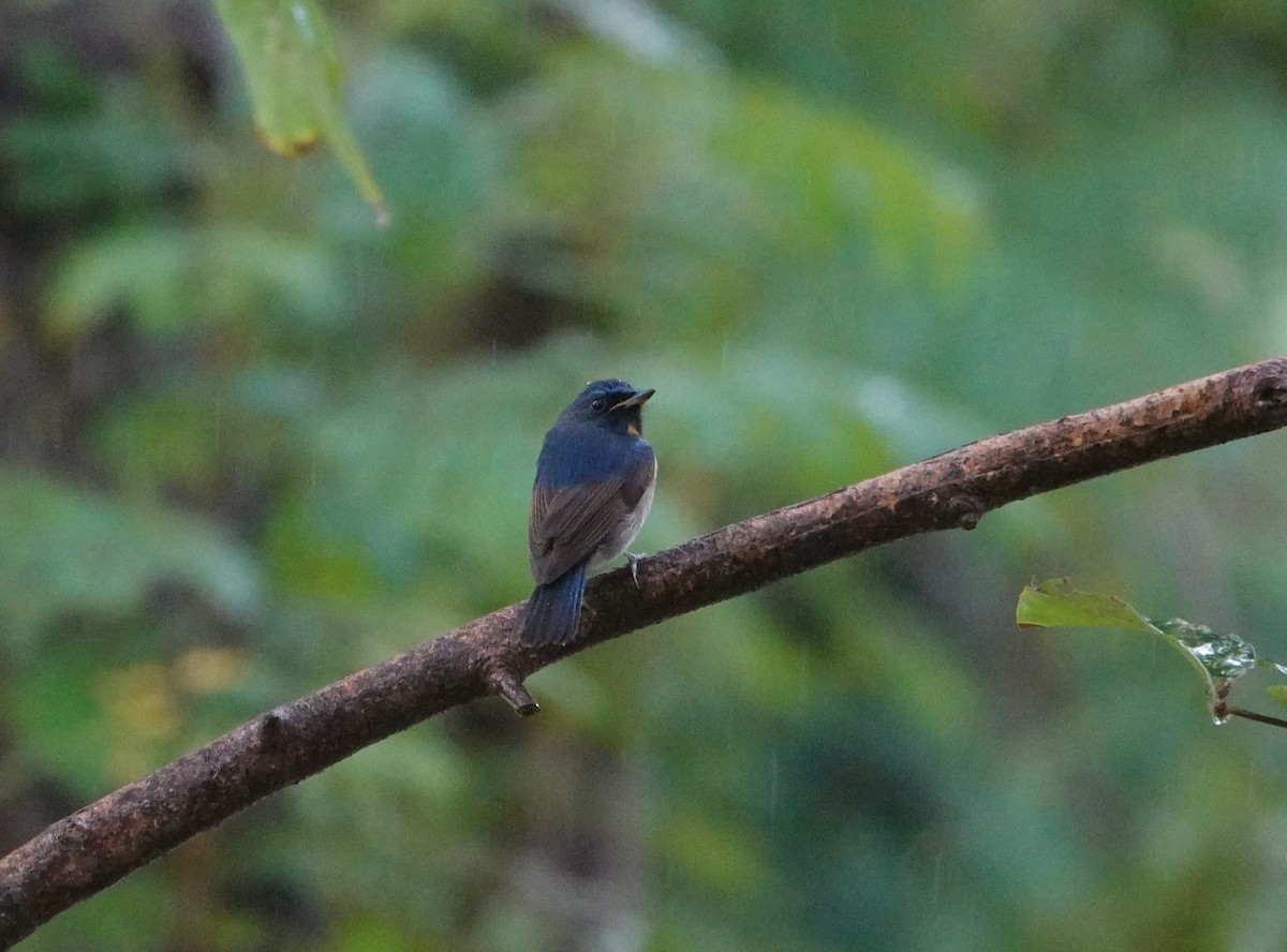 Chinese Blue Flycatcher - ML644636488