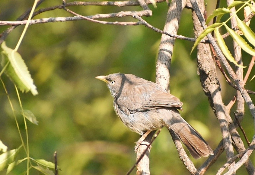 landsbyskriketrost - ML644636489