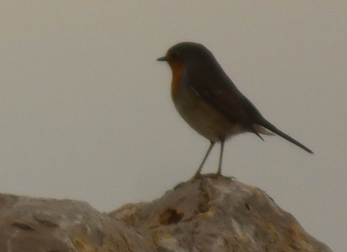 European Robin - ML644636491