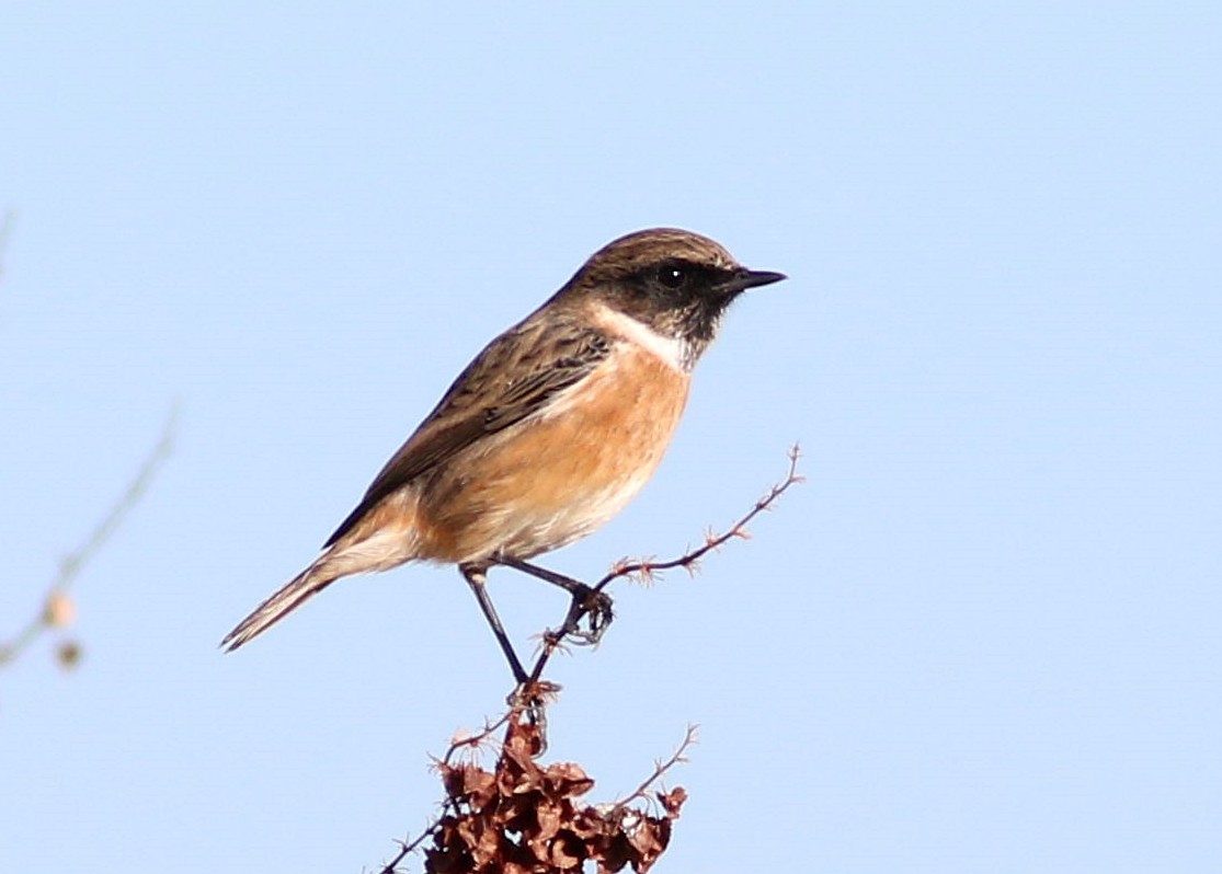 European Stonechat - ML644636492