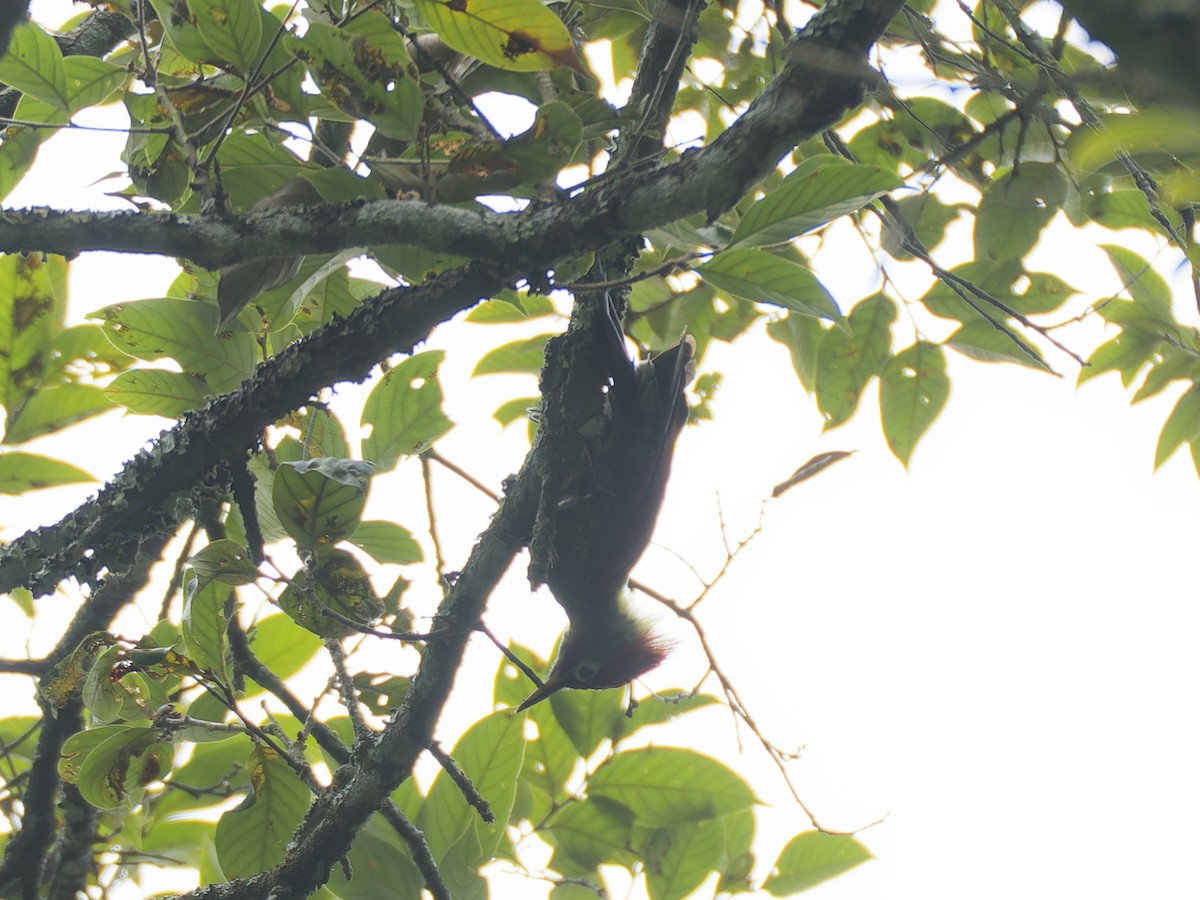 rødvingespett - ML644636493