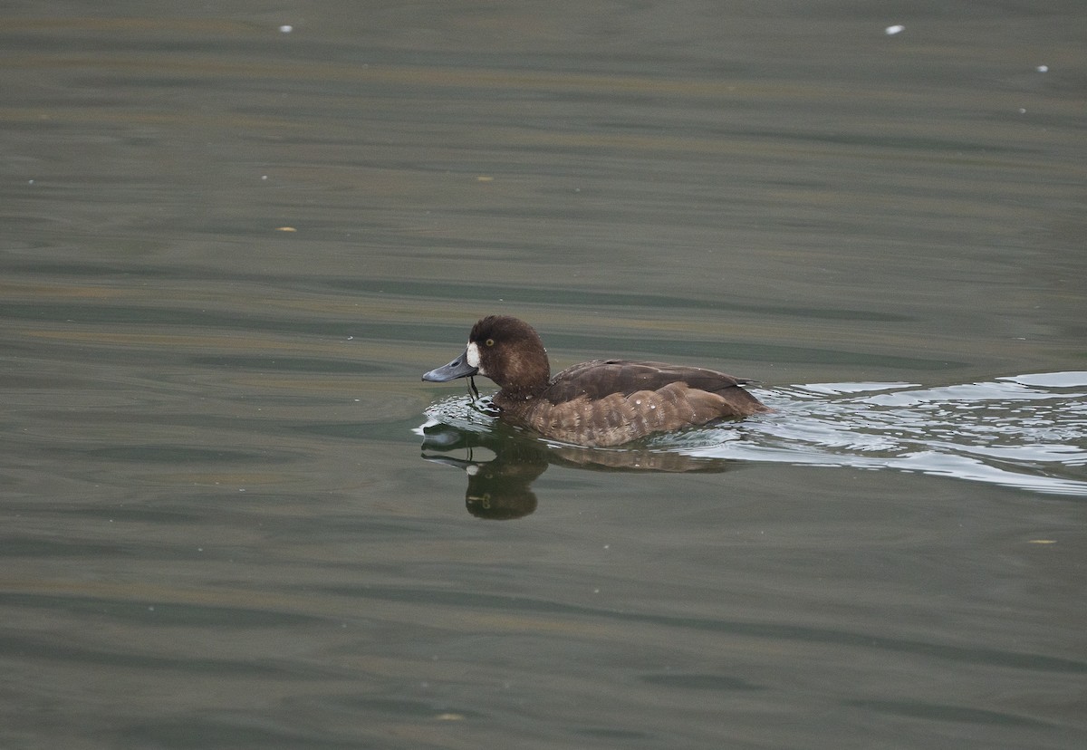 Greater Scaup - ML644636494
