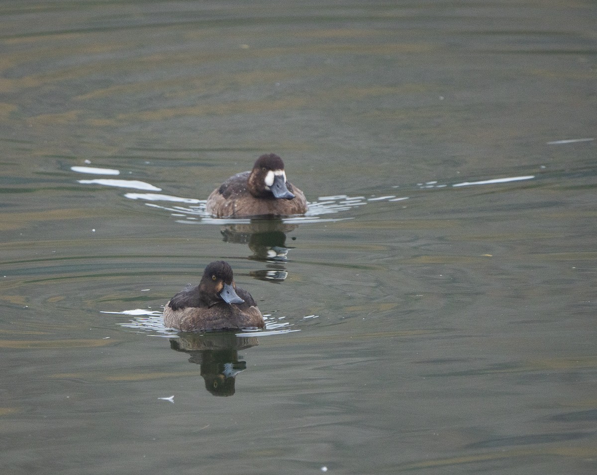 Greater Scaup - ML644636495