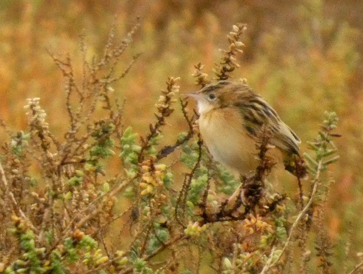 Zitting Cisticola - ML644636498