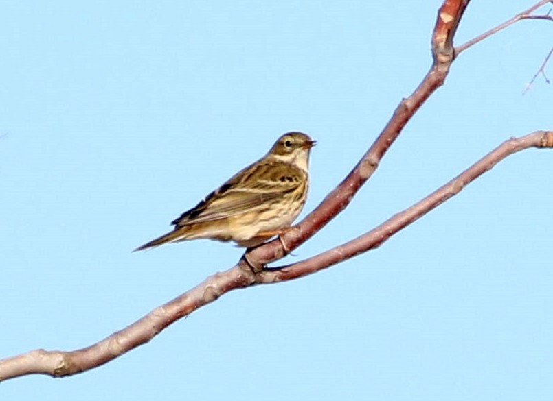 Negu-txirta - ML644636501