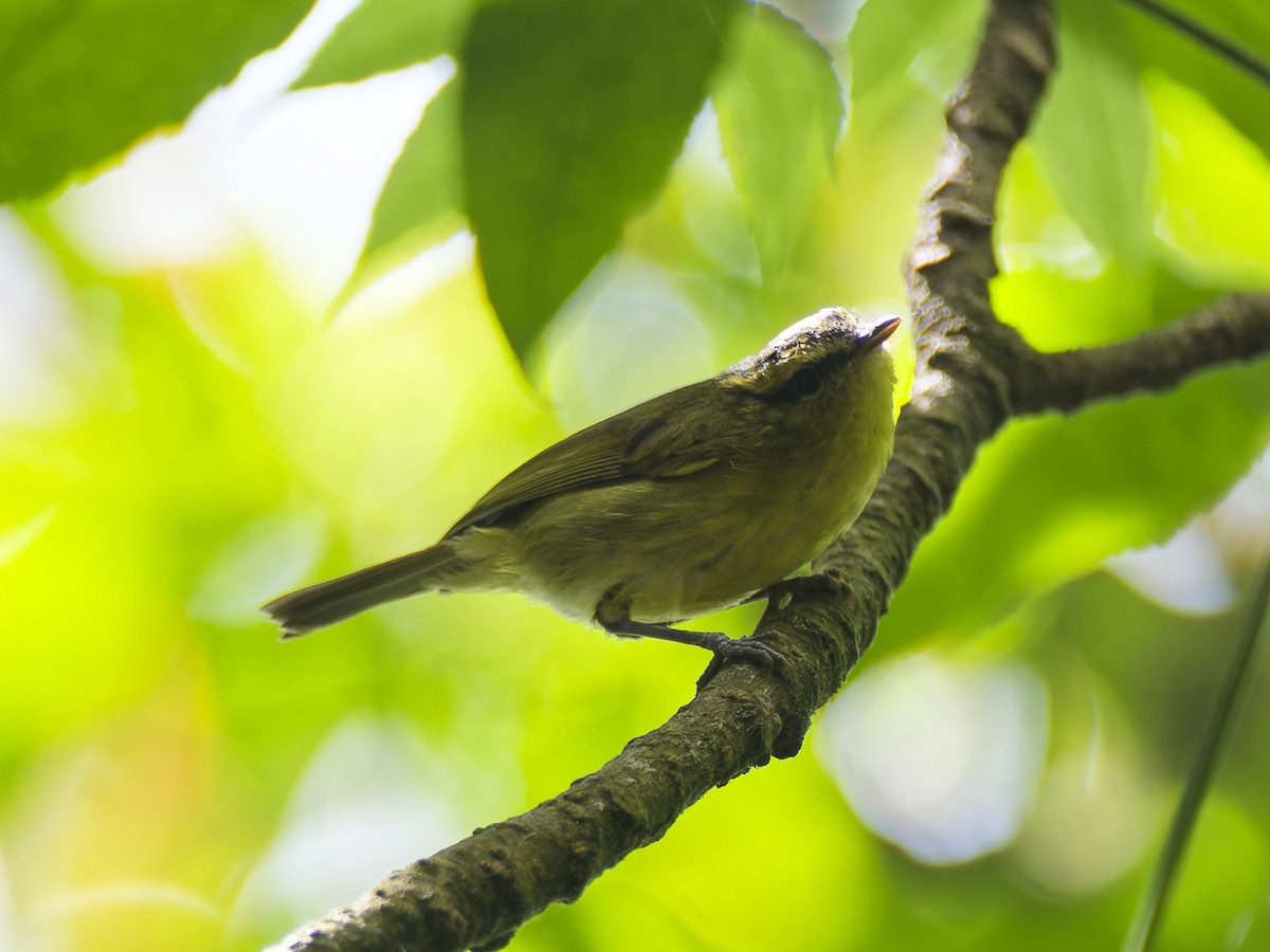 bergsanger - ML644636504