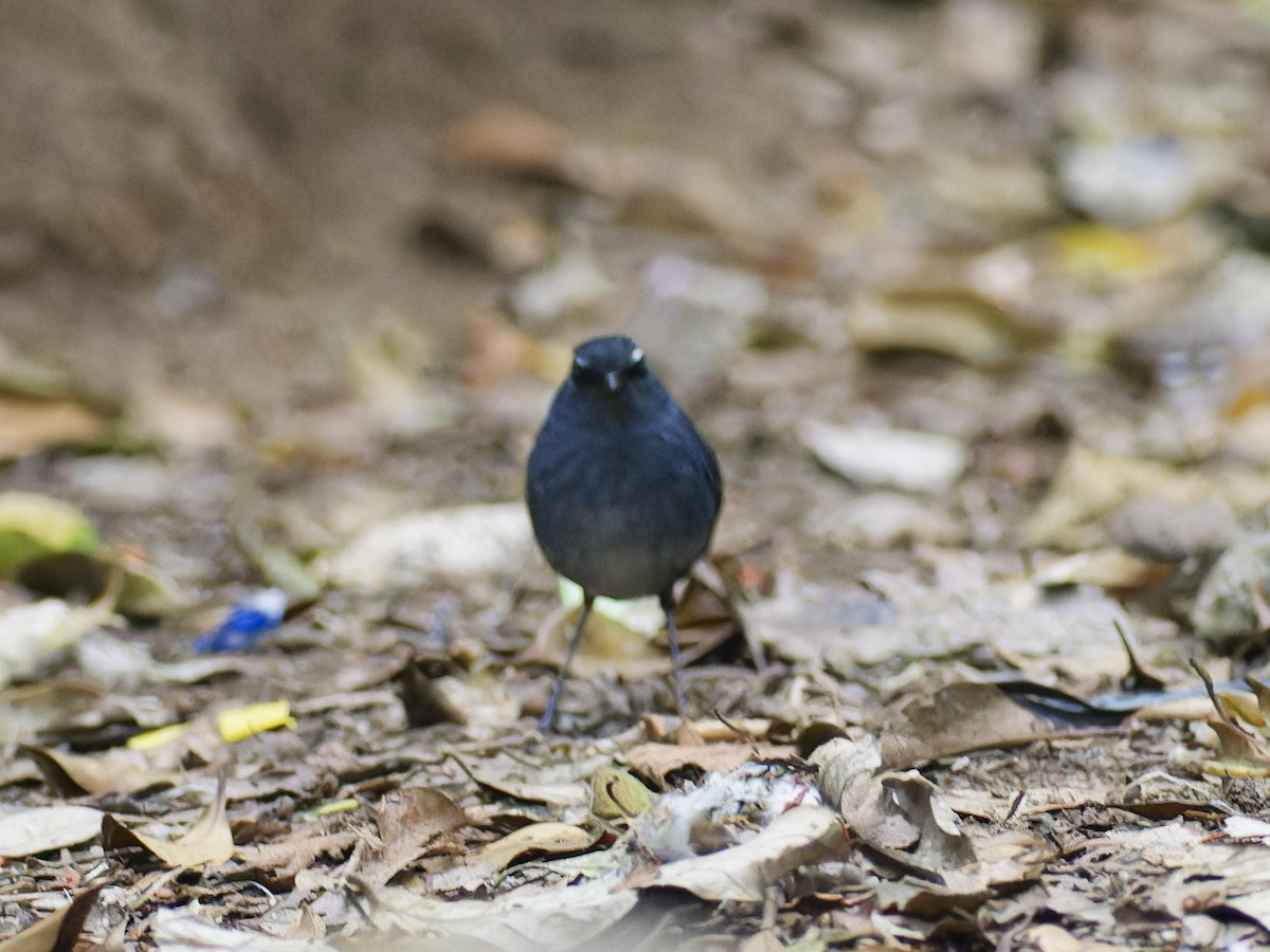 blåkortvinge - ML644636509