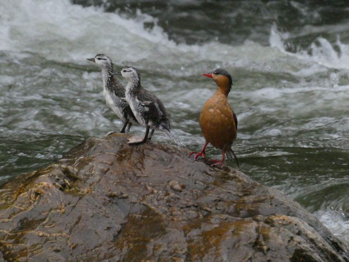 strømand - ML644636510