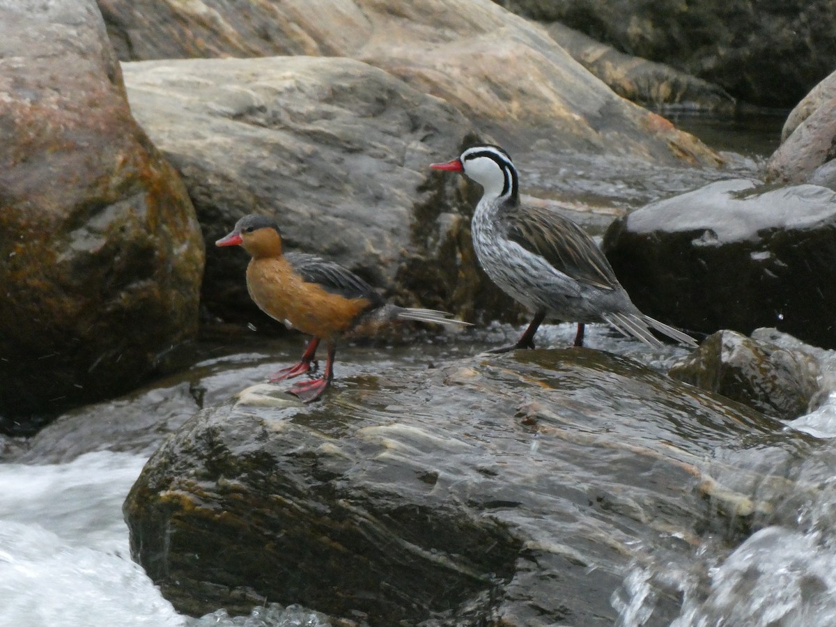 strømand - ML644636511