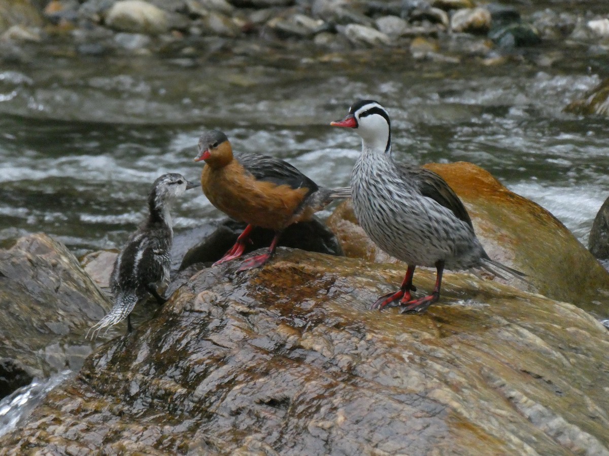 ヤマガモ - ML644636512