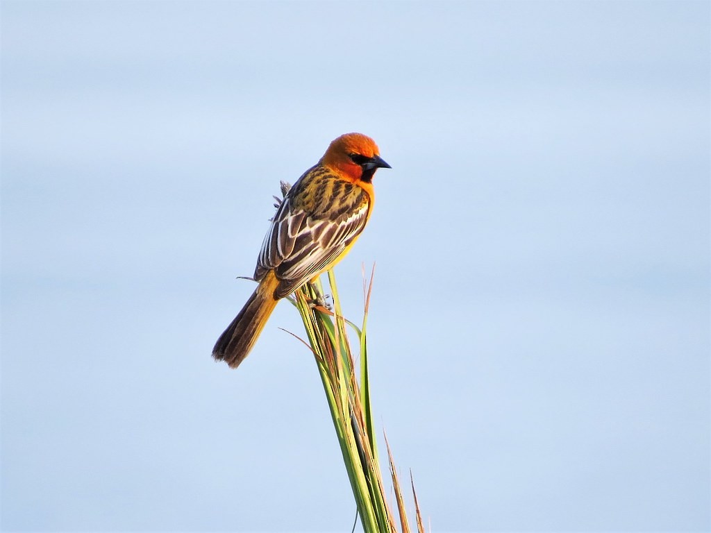 flammetrupial - ML644636515