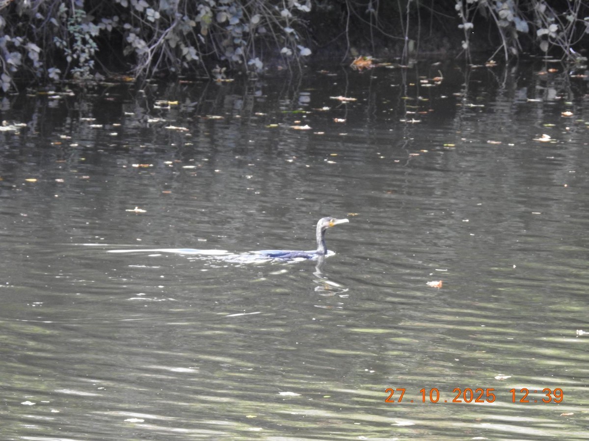 Kormoran - ML644636520